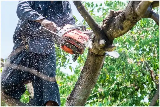 tree services Nisqually Indian Community